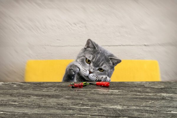 A cat is sitting on the ground with some food.